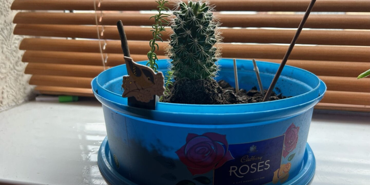 The image shows a old Roses chocolates plastic tub filled with soil and some small plants including a cactus. The planter is on a windowsill with a wooden blind behind it.