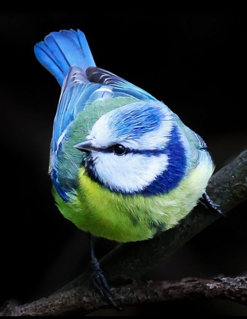 A close-up of a blue tit perched on a branch, featuring vibrant blue and green plumage with a white face and dark blue markings around its eyes and neck. The dark background enhances the bird’s striking colours.