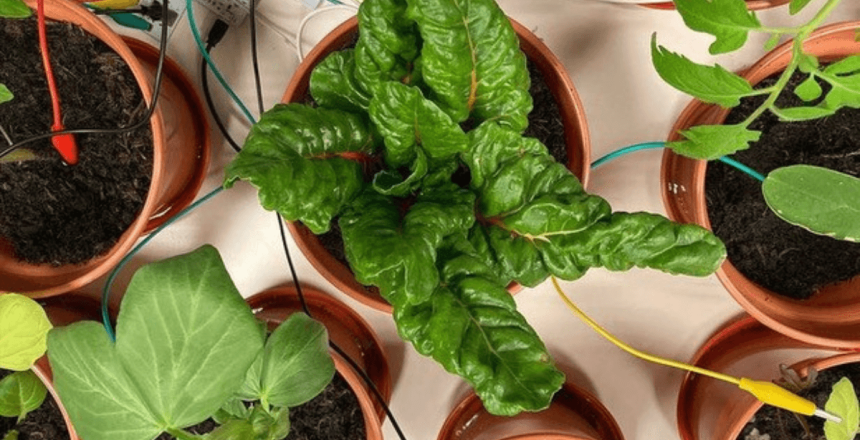 A birds eye view of green plants in plant pots.