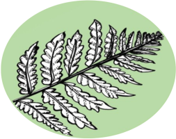 Fern