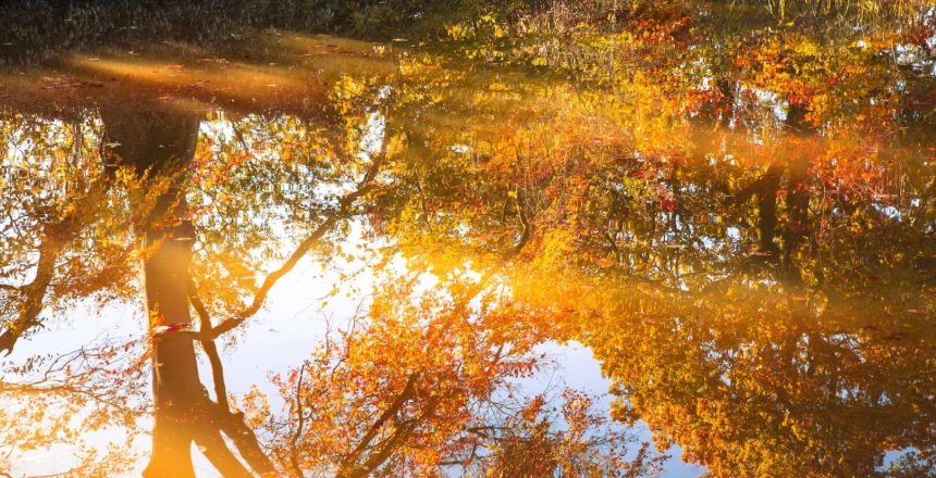 A reflection of trees in autumn colour, captured on water.